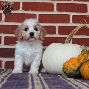 Alice, Cavachon Puppy